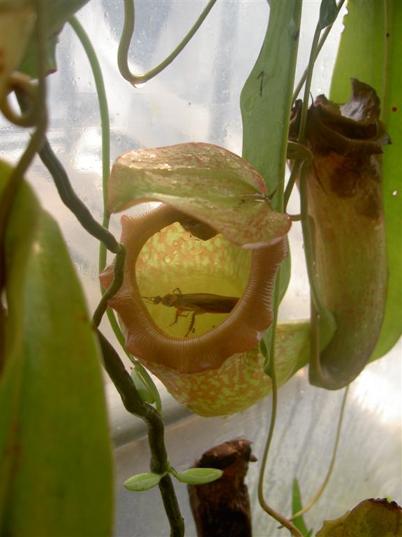 Nepenthes khasiana x ventricosa with prey 3